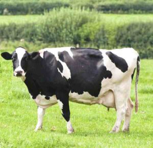 How to Make Silage for Dairy Cattle