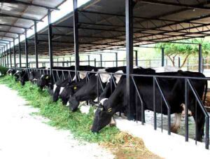 Essential Small Dairy Farm Equipment