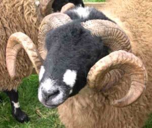 Dalesbred Sheep Characteristics, Origin, Uses