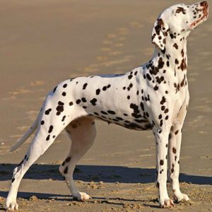 Dalmatian Dog: Characteristics, Origin, Temperament