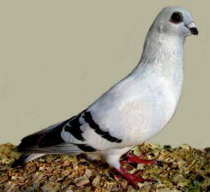 Damascene Pigeon: Characteristics, Uses, Facts