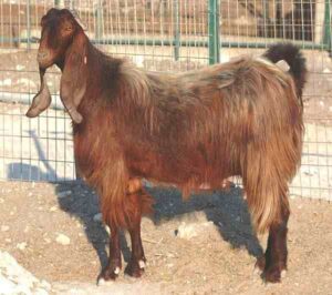 Damascus Goat Farming: Business Starting Plan