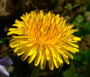 Growing Dandelions: Organic Production Guide for Beginnrs