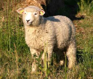 Danish Landrace Sheep Characteristics, Uses & Origin