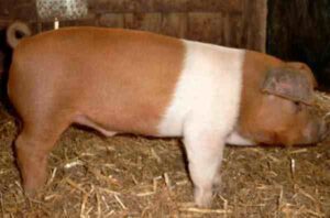 Danish Protest Pig Characteristics, Origin, Feeding
