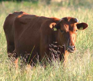 Danish Red Cattle: Characteristics, Diet, Uses, Facts
