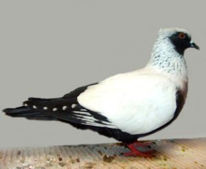 Danish Suabian Pigeon Characteristics, Uses & Origin