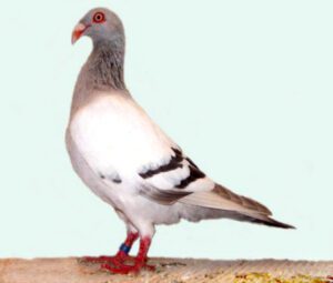 Danish Tumbler Pigeon Characteristics, Uses & Origin