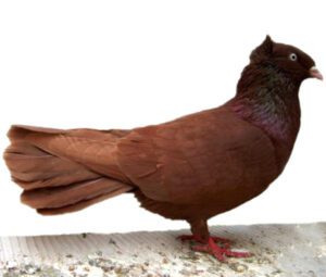 Danzig Highflyer Pigeon Characteristics & Uses