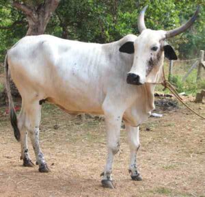 Deoni Cattle Characteristics, Origin, Uses