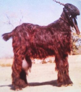 Dera Din Panah Goat Characteristics, Uses & Origin