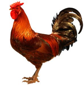 Derbyshire Redcap Chicken Farming: Best Business for Profits
