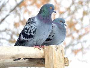 Determining Pigeon Gender – Top 7 Ways for Beginners