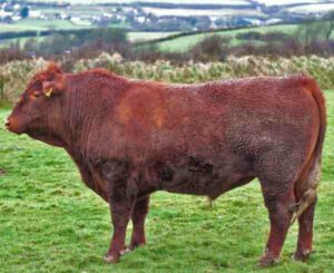 Devon Cattle Characteristics, Uses & Breed Information