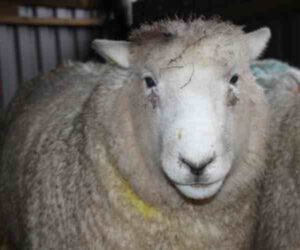 Devon Closewool Sheep Characteristics, Uses