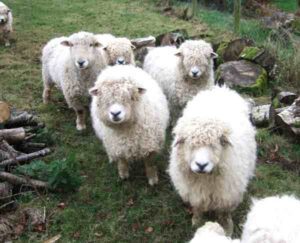 Devon Longwoolled Sheep Characteristics & Uses