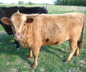 Dexter Cattle Characteristics, Uses & Breed Information