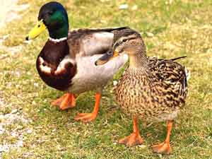 how to differentiate male and female ducks, differences between male and female ducks, male vs female ducks
