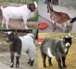 Different Types of Goats For Profitable Business