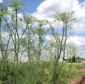 Growing Dill: Organic Production Guide for Beginners