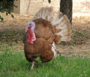 Dindon Rouge des Ardennes Turkey Farming