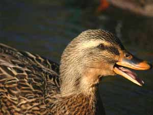 duck teeth, duck's teeth, do ducks have teeth, do duck have teeth