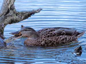 do ducks eat fish, can ducks eat fish