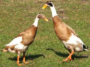 do duck mate for life, do ducks mate for life, duck breeding, duck mating, duck pairing