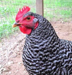 Do Laying Hens Have Wattles (Best Beginner’s Guide)