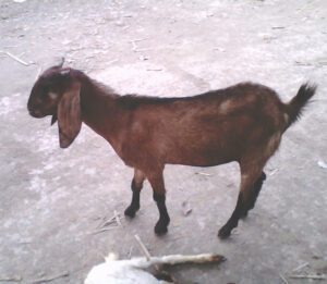 What Is A Doeling Goat & How to Care For It