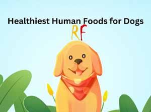 healthiest human foods for dogs, healthiest human foods for dogs of different breeds