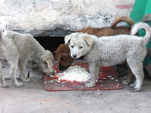 can dogs eat rice, is rice good for dog's health, benefits of rice for dogs, what types of rice can dogs eat, risks of rice for dogs, how to feed rice to dogs, what additional foods can you give to dogs other than rice, feeding dogs, how to feed dogs