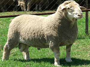 dohne merino sheep, dohne merino sheep characteristics, dohne merino sheep farming, commercial dohne merino sheep farming business, how to start dohne merino sheep farming business