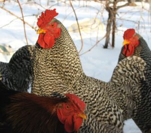 Dominique Chicken Farming: Business Starting Plan