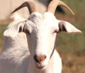 Don Goat Characteristics, Origin & Uses Info