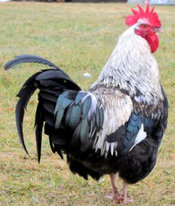 Dorking Chicken Characteristics, Temperament & Uses