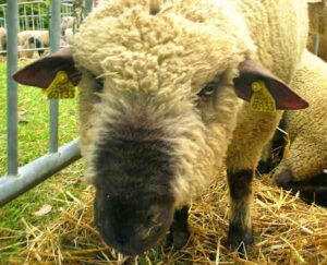 Dorset Down Sheep Characteristics & Uses Info