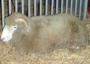 Dorset Horn Sheep Characteristics, Uses & Origin