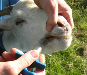 How To Drench A Goat: Best 5 Steps for Drenching