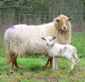 Drenthe Heath Sheep Characteristics & Uses Info