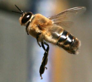 All You Need to Know About Drone Bee (With Photo)