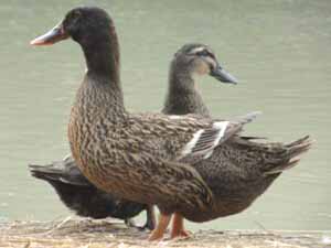 duck, duck farming, farming duck, duck raising, rearing duck, duck photo, duck picture, commercial duck farming, duck farming business, duck farming profits, is duck farming profitable