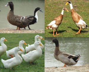 Duck Breeds: Best 28 for Duck Farming