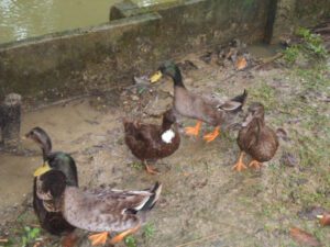 How to Raise Ducks (Best Guide For Beginners)