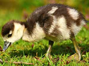 what do baby ducks eat, what baby ducks eat, what do ducklings eat, what ducklings eat