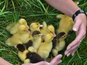 duck, duck breeding, ducklings, duck breeding faqs