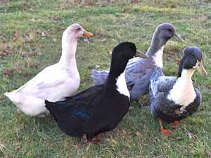 how long do ducks live