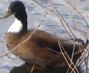 Duclair Duck Farming: Start Business for Profits