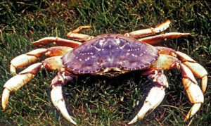 Dungeness2BCrab