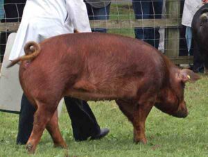Duroc Pig – Characteristics, Origin, Weight, Facts